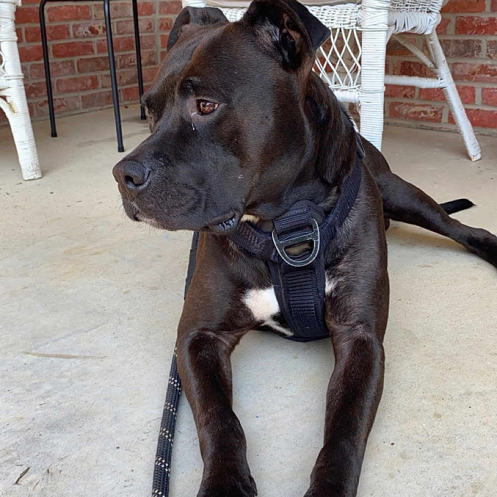 Pupper