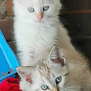 Sahel a rejoint le concours — aidez-le/la à gagner de superbes lots ! animal, blue_eyes, cat, close_up, clothes, cuddle, cute, domestic_animal, ears, feline, fur, indoor, kitten, pets, resting, small, striped_fur, whiskers, white_fur, young