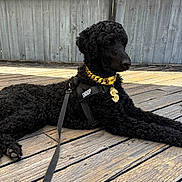 Snoop joined the competition — help win amazing prizes! dog, black_dog, curly_coat, poodle_mix, lying_down, outdoor, deck, wooden_floor, fence, harness, leash, collar, pendant, dollar_sign, pet, portrait, relaxed, animal, daylight, backyard