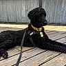 dog, black_dog, curly_coat, poodle_mix, lying_down, outdoor, deck, wooden_floor, fence, harness, leash, collar, pendant, dollar_sign, pet, portrait, relaxed, animal, daylight, backyard