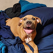 Precious is registered to the contest to win money with this photo: dog, puppy, brown_coat, bed, bedding, pillow, blanket, indoor, pet, tongue_out, happy, smiling, collar, paws, close_up, looking_at_camera, cozy, domestic_animal, blue, wall