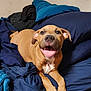dog, puppy, brown_coat, bed, bedding, pillow, blanket, indoor, pet, tongue_out, happy, smiling, collar, paws, close_up, looking_at_camera, cozy, domestic_animal, blue, wall