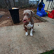 Haze is registered to the contest to win money with this photo: dog, pitbull, pet, tongue_out, sitting, concrete, yard, trash_can, plastic_toys, outdoor, porch, dog_bowl, dirt, trees, house, window, paws, brown_and_white_coat, overcast, blurred