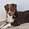 dog, brown_and_white, border_collie, lying_down, stick, mouth, fur, fluffy, blue_eyes, portrait, indoor, tiled_floor, wall, relaxed, playful, pet, animal, close_up, white_chest, paws