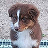 Loky a rejoint le concours — aidez-le/la à gagner de superbes lots ! puppy, dog, brown_and_white, fluffy, long_hair, portrait, sitting, looking_sideways, white_chest, white_blaze, brown_fur, outdoor, gravel, pet, animal, close_up, perforated_barrier, playful, cute, photography