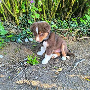 Loky a rejoint le concours — aidez-le/la à gagner de superbes lots ! puppy, dog, brown_fur, white_markings, sitting, outdoors, garden, woodland, ivy, plants, trees, flowers, gravel, dirt, leash, harness, floppy_ears, tail, animal_portrait, nature