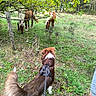 dog, ponies, horse, outdoors, woodland, forest, autumn, leaves, grass, fence, barbed_wire, harness, leash, brown_dog, fluffy_tail, animal_encounter, pasture, nature, walking, human