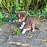 puppy, dog, brown_fur, white_fur, sitting, harness, outdoors, garden, woodland, foliage, trees, leaves, ivy, flowers, dirt, gravel, nature, animal_portrait, cute, full_body