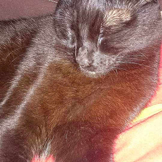 Doudou