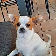 Mynie a rejoint le concours — aidez-le/la à gagner de superbes lots ! dog, small_dog, white_dog, tan_spots, large_ears, indoor, couch, tiled_floor, chair, metal_chair, orange_seat, pet, animal, curious, standing, front_paws, looking, home, floor, domestic_animal