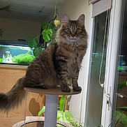 Mimi a rejoint le concours — aidez-le/la à gagner de superbes lots ! cat, tabby, indoor, cat_tree, plant, aquarium, window, furniture, pet, fur, tail, greenery, home, curious, animal, domestic, whiskers, ears, eyes, wood