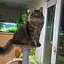 animal, aquarium, cat, cat_tree, curious, domestic, ears, eyes, fur, furniture, greenery, home, indoor, pet, plant, tabby, tail, whiskers, window, wood