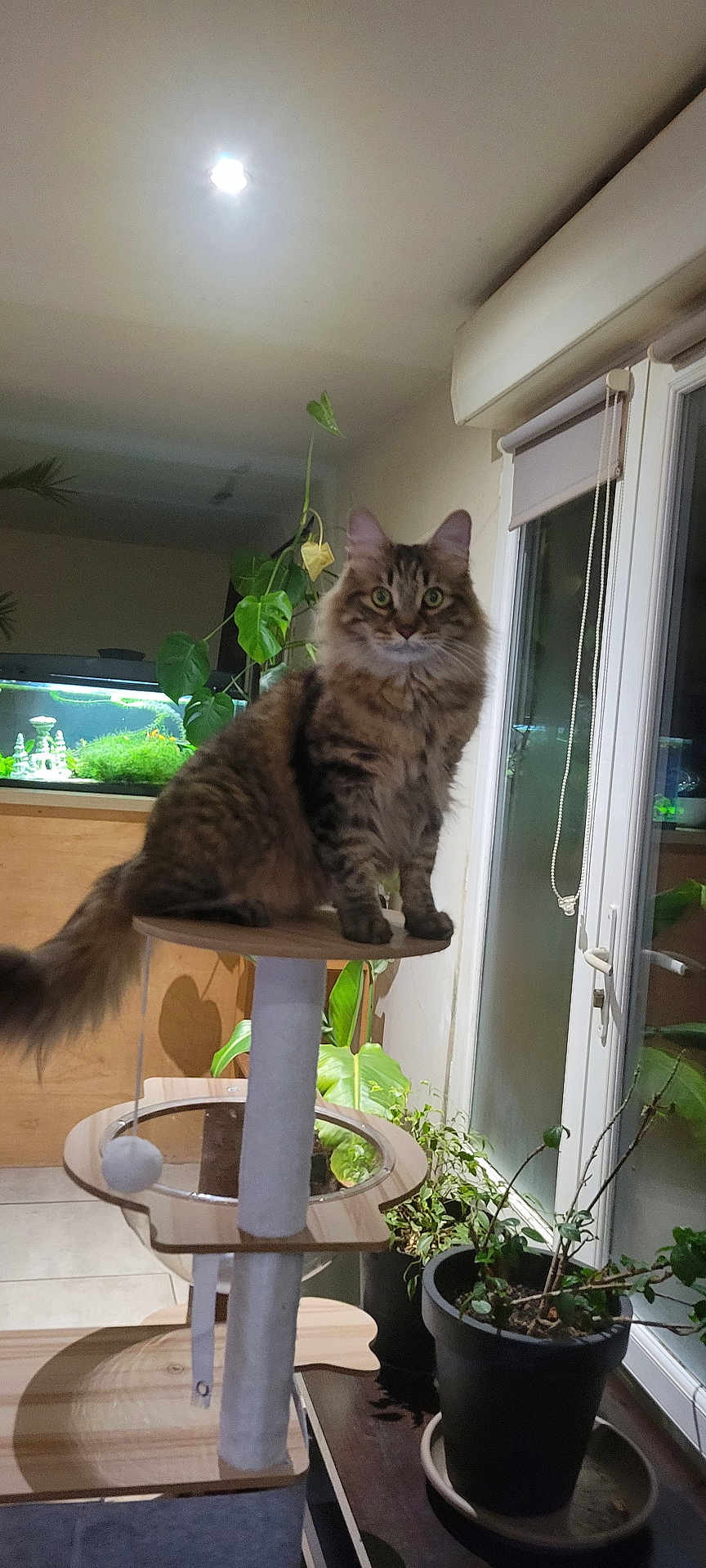 Mimi a rejoint le concours — aidez-le/la à gagner de superbes lots ! cat, tabby, indoor, cat_tree, plant, aquarium, window, furniture, pet, fur, tail, greenery, home, curious, animal, domestic, whiskers, ears, eyes, wood