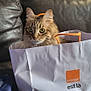 Mimi a rejoint le concours — aidez-le/la à gagner de superbes lots ! cat, tabby, paper_bag, leather_couch, orange_handles, indoor, pet, curious, feline, sitting, wide_eyes, ears, cozy, home, furniture, resting, domestic_animal, animal, cute, playful