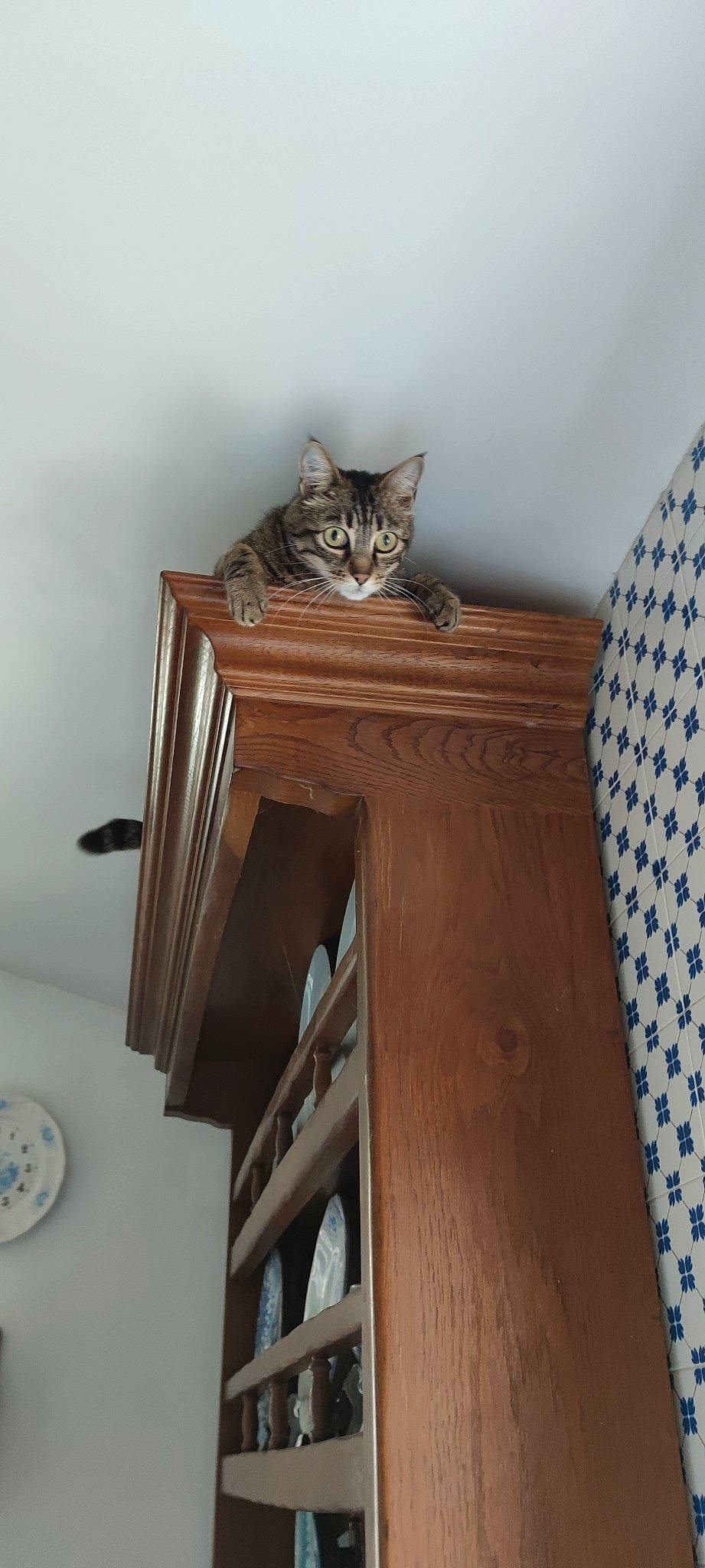 Poupette participe au concours pour gagner de l'argent avec cette photo : brown, carnivore, cat, cat_supply, chair, clock, felidae, flooring, grey, hardwood, pattern, plywood, shelf, shelving, small_to_medium_sized_cats, tail, varnish, whiskers, wood, wood_stain