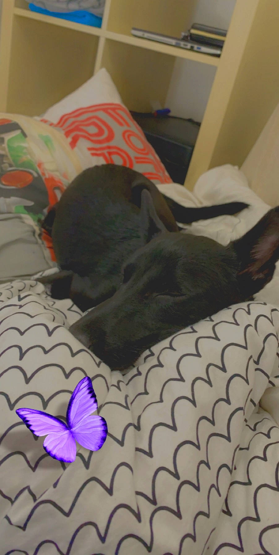 Lexa a rejoint le concours — aidez-le/la à gagner de superbes lots ! bed, bed_sheet, bedroom, canidae, comfort, couch, floor, furniture, linens, nap, purple, room, sleep, sporting_group, tail, textile