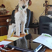 Uzo participe au concours pour gagner de l'argent avec cette photo : dog, wire_haired, desk, papers, pen, laptop, chair, wooden_furniture, indoor, office, reflection, clutter, decor, figurine, pot, flower, cable, notebook, writing_instrument, home_office