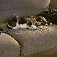 Victor participe au concours pour gagner de l'argent avec cette photo : black_and_white, blanket, couch, cozy, cushion, dog, fabric, floor, fur, furniture, head, indoor, living_room, nap, paw, pet, relaxed, sleeping, small_dog, sofa