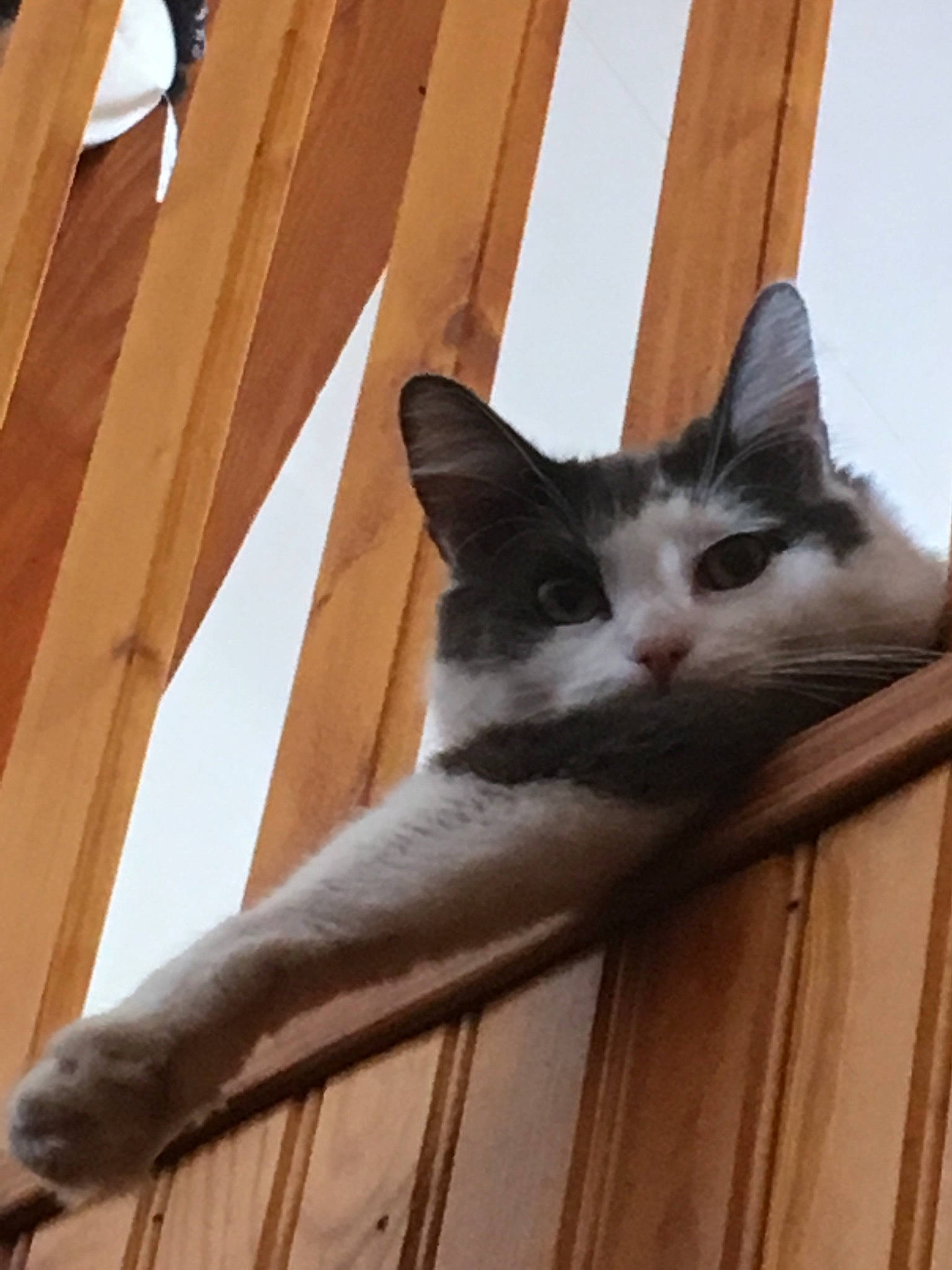 Noxy a rejoint le concours — aidez-le/la à gagner de superbes lots ! aegean_cat, carnivore, cat, domestic_short_haired_cat, european_shorthair, fawn, felidae, kitten, norwegian_forest_cat, polydactyl_cat, small_to_medium_sized_cats, turkish_van, whiskers, window, wood