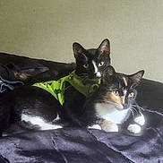 Gus And Chow Mein is registered to the contest to win money with this photo: animal, black_cat, blanket, calico_cat, cat, cats, companion, cozy, cute, domestic_animal, ears, eyes, feline, fur, indoor, lying_down, pets, relaxed, resting, whiskers