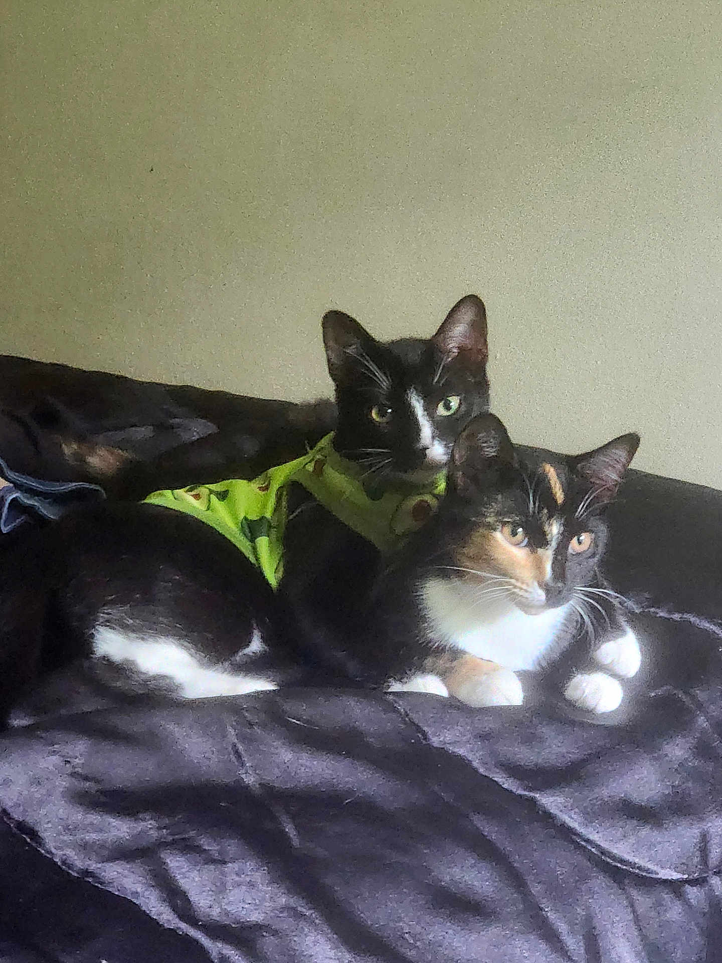 Gus And Chow Mein is registered to the contest to win money with this photo: animal, black_cat, blanket, calico_cat, cat, cats, companion, cozy, cute, domestic_animal, ears, eyes, feline, fur, indoor, lying_down, pets, relaxed, resting, whiskers