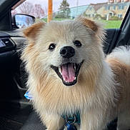 Benny is registered to the contest to win money with this photo: dog, fluffy, happy, smiling, car_interior, seat, window, side_mirror, leash, collar, tongue_out, pet, canine, fur, domestic_animal, animal, head, ears, outdoor_view, house