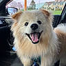 dog, fluffy, happy, smiling, car_interior, seat, window, side_mirror, leash, collar, tongue_out, pet, canine, fur, domestic_animal, animal, head, ears, outdoor_view, house