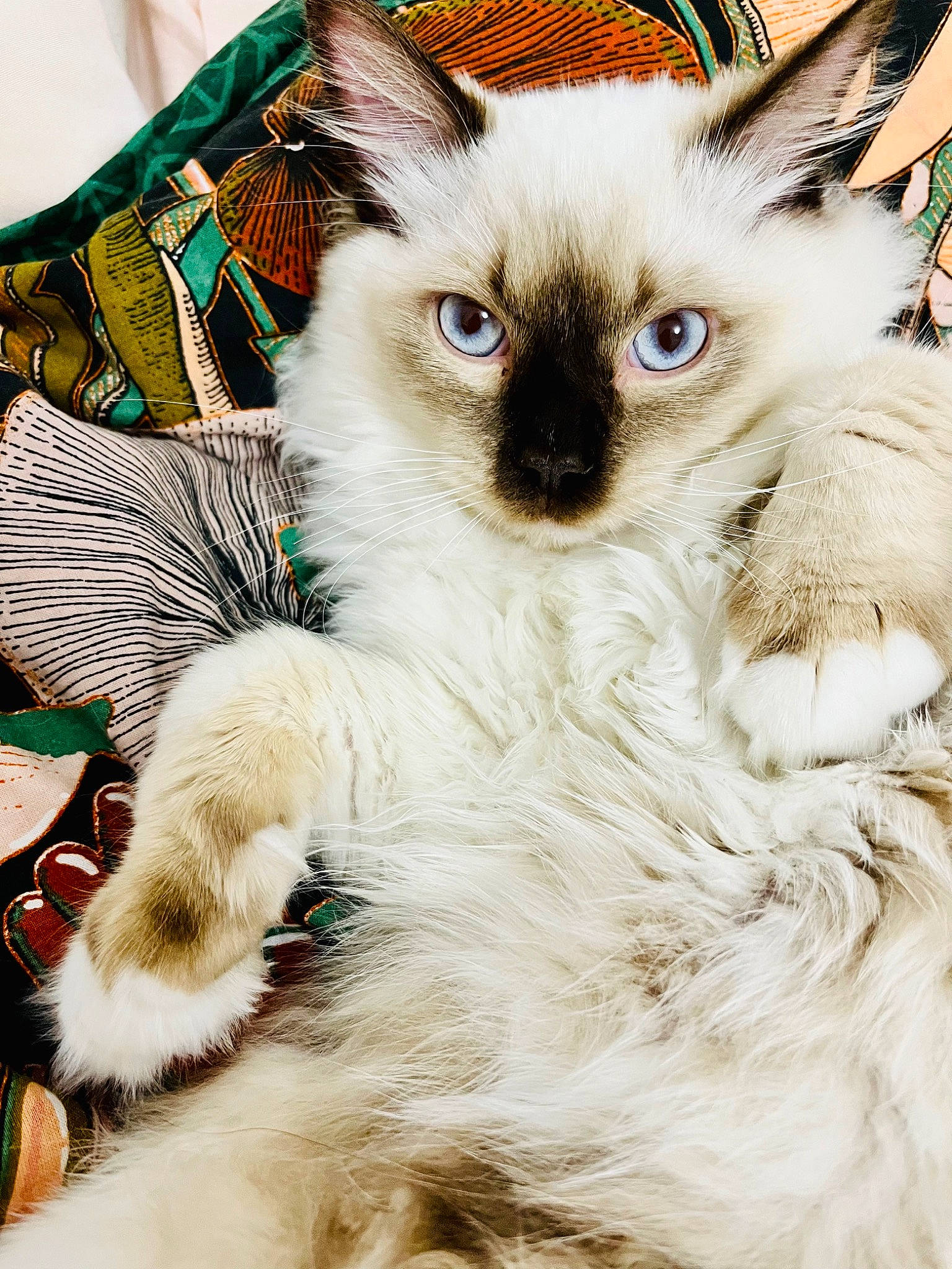 Chaussette a rejoint le concours — aidez-le/la à gagner de superbes lots ! balinese, carnivore, cat, close_up, domestic_short_haired_cat, event, eye, eyelash, fawn, felidae, fur, head, human_body, iris, siamese, small_to_medium_sized_cats, snout, tail, thai, whiskers