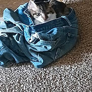 Beeenz is registered to the contest to win money with this photo: animal, carpet, casual, cat, clothing, cozy, cute, denim, fabric, feline, floor, indoor, jeans, pet, quiet, relaxed, resting, small, tabby, texture