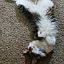 animal, carpet, cat, collar, cute, domestic_animal, fluffy, fur, indoor, lying_down, mammal, paws, pet, playful, relaxed, sleeping, tabby, tail, whiskers, white_fur