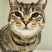 Kiki joined the competition — help win amazing prizes! cat, tabby, close_up, whiskers, ears, green_eyes, pet, animal, feline, sitting, fur, indoor, calm, portrait, mammal, cute, domestic_animal, face, looking, background
