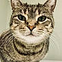 cat, tabby, close_up, whiskers, ears, green_eyes, pet, animal, feline, sitting, fur, indoor, calm, portrait, mammal, cute, domestic_animal, face, looking, background