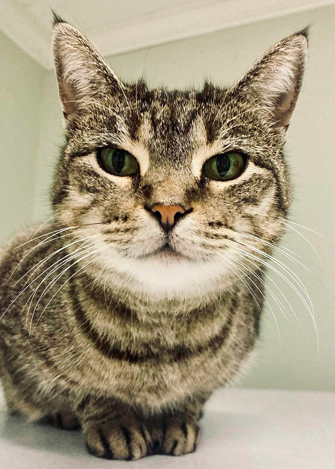Kiki joined the competition — help win amazing prizes! cat, tabby, close_up, whiskers, ears, green_eyes, pet, animal, feline, sitting, fur, indoor, calm, portrait, mammal, cute, domestic_animal, face, looking, background