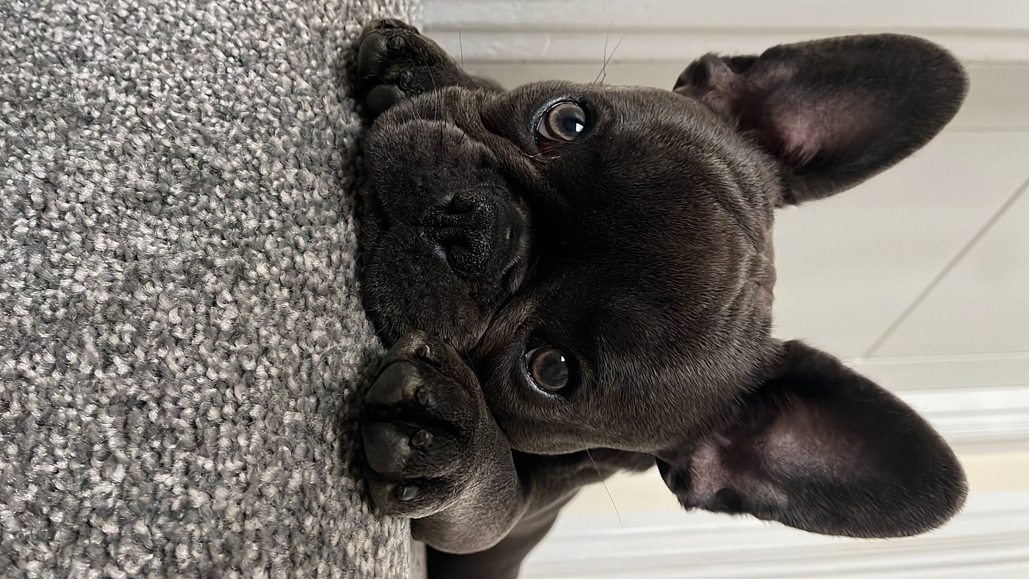 Branston joined the competition — help win amazing prizes! bulldog, canidae, carnivore, companion_dog, dog, dog_breed, ear, eye, fawn, french_bulldog, grass, grey, monochrome_photography, snout, sporting_group, terrestrial_animal, toy_dog, whiskers, working_animal, wrinkle