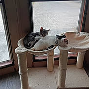 Snowball And Peanut is registered to the contest to win money with this photo: animal, cat, cat_tree, cats, collar, cozy, curtain, daylight, feline, floor, fur, home, indoor, nap, pets, quiet, relaxation, resting, sleeping, window