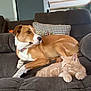 Jetta joined the competition — help win amazing prizes! dog, cat, couch, indoor, pet, relaxed, tabby_cat, tan_dog, furniture, resting, cozy, animal, living_room, domestic, companion, home, sleepy, plush, comfortable, household