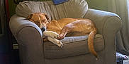 Jetta joined the competition — help win amazing prizes! dog, sleeping, armchair, indoor, brown_dog, pet, cozy, resting, furniture, living_room, curtains, relaxation, canine, home, paw, tail, comfort, quiet, sunlight, peaceful