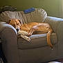 dog, sleeping, armchair, indoor, brown_dog, pet, cozy, resting, furniture, living_room, curtains, relaxation, canine, home, paw, tail, comfort, quiet, sunlight, peaceful