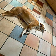 Jetta joined the competition — help win amazing prizes! dog, sleeping, floor, tile_floor, indoor, brown_dog, white_paws, relaxed, resting, animal, pet, canine, kitchen, home, laying_down, quiet, calm, domestic, tile_pattern, brown_white