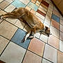dog, sleeping, floor, tile_floor, indoor, brown_dog, white_paws, relaxed, resting, animal, pet, canine, kitchen, home, laying_down, quiet, calm, domestic, tile_pattern, brown_white