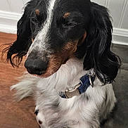 Buckeye joined the competition — help win amazing prizes! animal, black, blinking, closeup, collar, companion, cute, dog, domestic, fur, indoor, long_ears, mammal, paw, pet, resting, sleepy, wall_paneling, white, wooden_floor