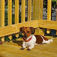 Vegas joined the competition — help win amazing prizes! animal, backyard, brown_and_white, canine, collar, dachshund, daylight, dog, fence, nature, outdoor, pet, quiet, relaxed, resting, summer, sunlight, sunshine, wood, wooden_deck