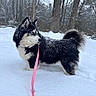 dog, snow, leash, winter, forest, trees, outdoor, animal, fluffy, black_and_white, blue_eyes, curious, snowflakes, cold, pet, walking, nature, canine, park, daylight