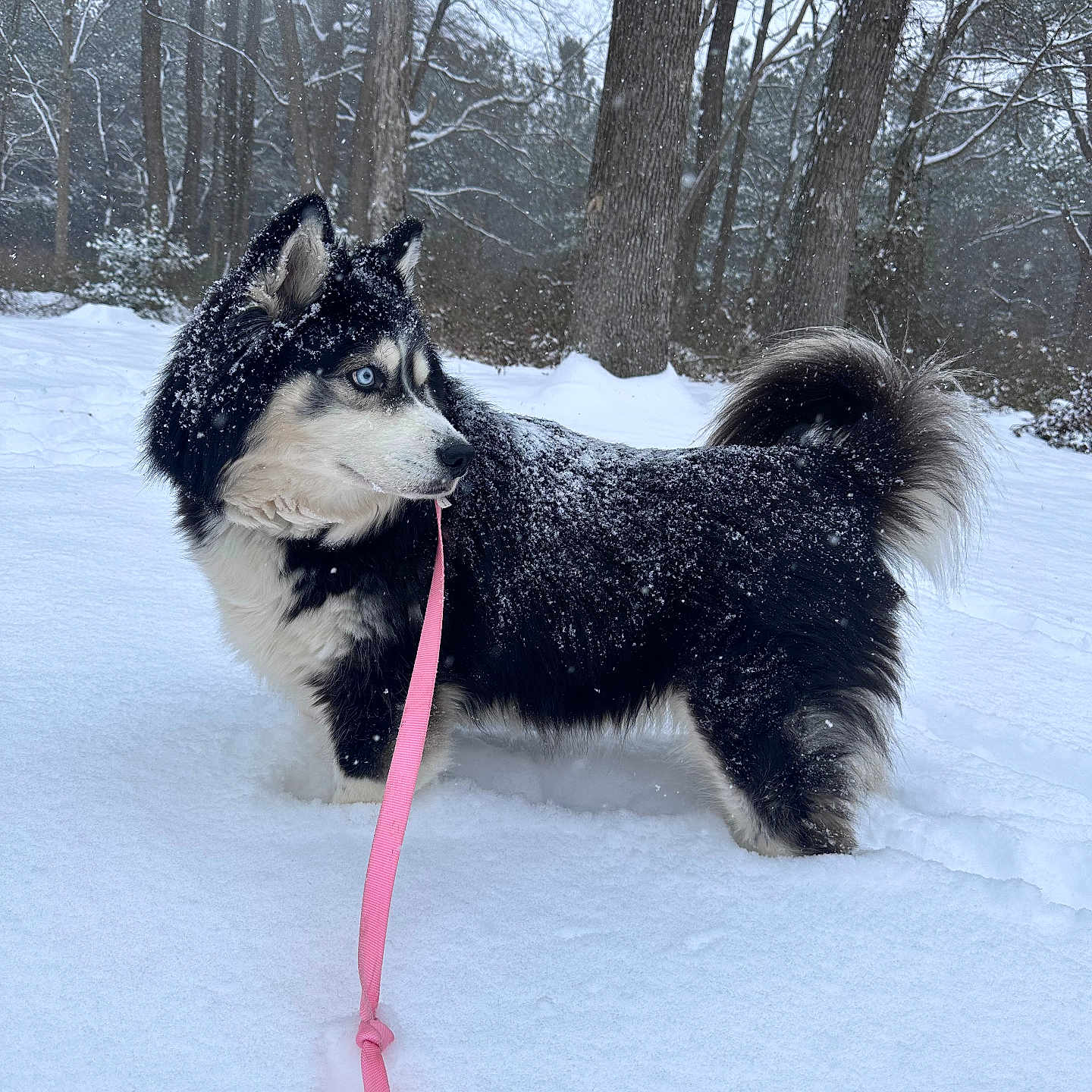 Mika