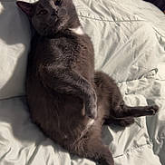 Ash joined the competition — help win amazing prizes! cat, gray_cat, pet, indoor, bed, blanket, fur, relaxed, animal, whiskers, cute, feline, mammal, domestic_animal, resting, looking, cozy, soft, comfort, curious