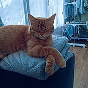 Pepsi a rejoint le concours — aidez-le/la à gagner de superbes lots ! cat, ginger_cat, pet, relaxing, sleeping, blanket, furniture, indoor, window, curtains, clothes_rack, wooden_floor, cozy, domestic, resting, soft_texture, folded_blanket, animal, cute, peaceful