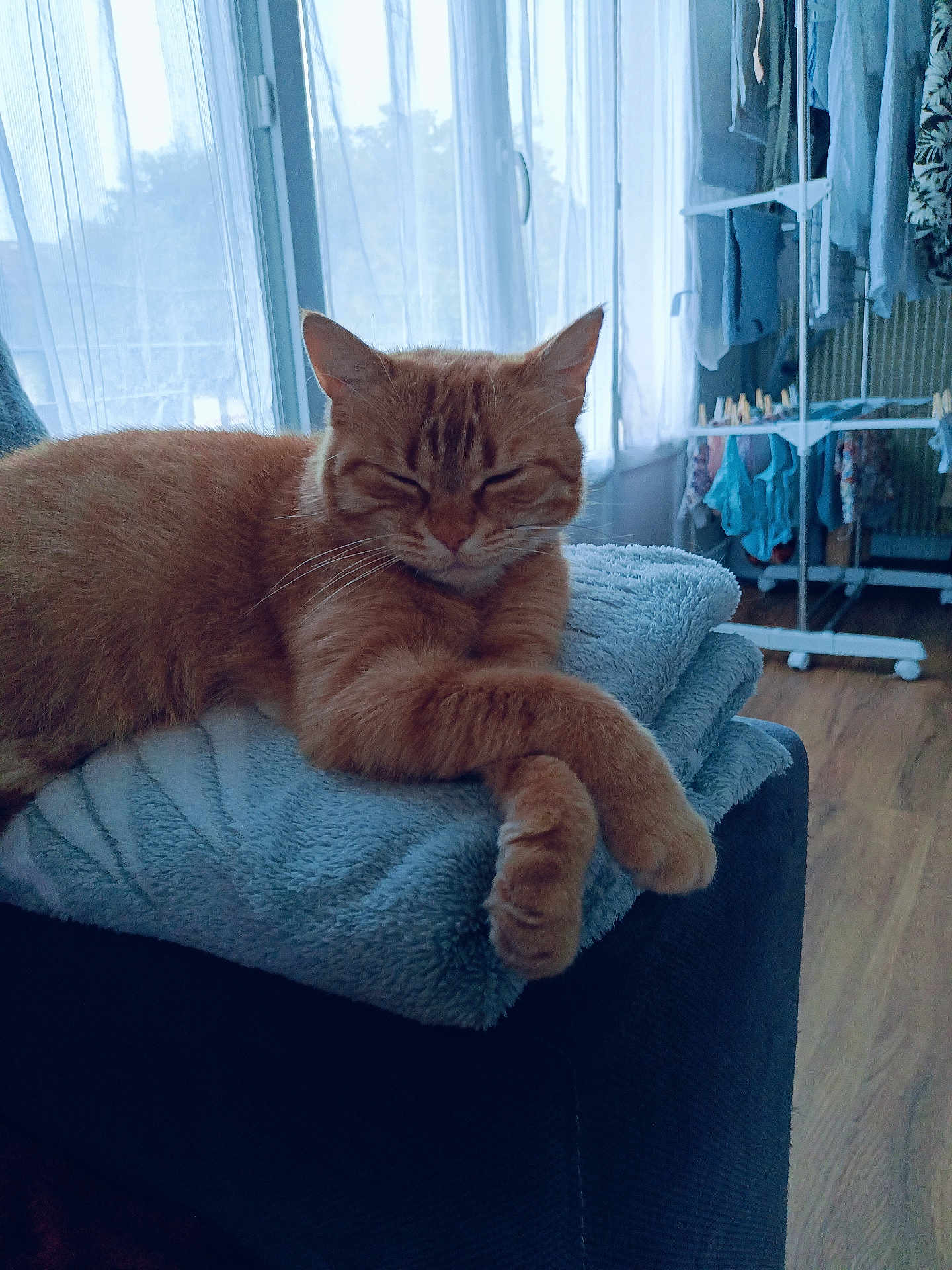 Pepsi a rejoint le concours — aidez-le/la à gagner de superbes lots ! cat, ginger_cat, pet, relaxing, sleeping, blanket, furniture, indoor, window, curtains, clothes_rack, wooden_floor, cozy, domestic, resting, soft_texture, folded_blanket, animal, cute, peaceful
