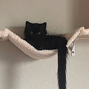 Bela Lugosi is registered to the contest to win money with this photo: cat, kitten, black_cat, feline, pet, hammock, shelf, wall, indoor, fur, tail, eyes, eye_contact, perched, relaxed, soft_texture, shadow, cozy, mounting_bracket, home_interior