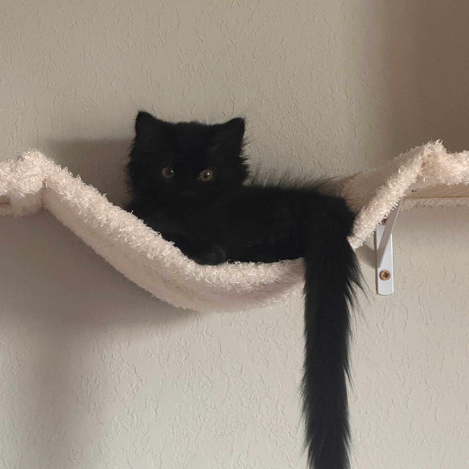 Bela Lugosi