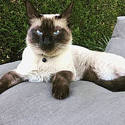 Karadoc a rejoint le concours — aidez-le/la à gagner de superbes lots ! siamese_cat, cat, pet, animal, feline, blue_eyes, collar, bell, outdoor, greenery, cushion, gray, fur, relaxed, lying_down, close_up, portrait, whiskers, ears, nature